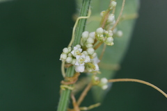 Cuscuta chinensis
